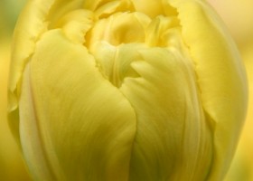 Tulipa Yellow Margarita ® (4)